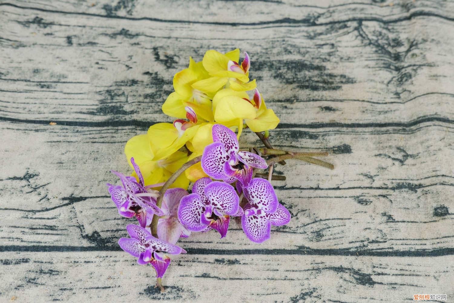 冬天蝴蝶兰的养殖方法和注意事项 蝴蝶兰的养殖方法和注意事项