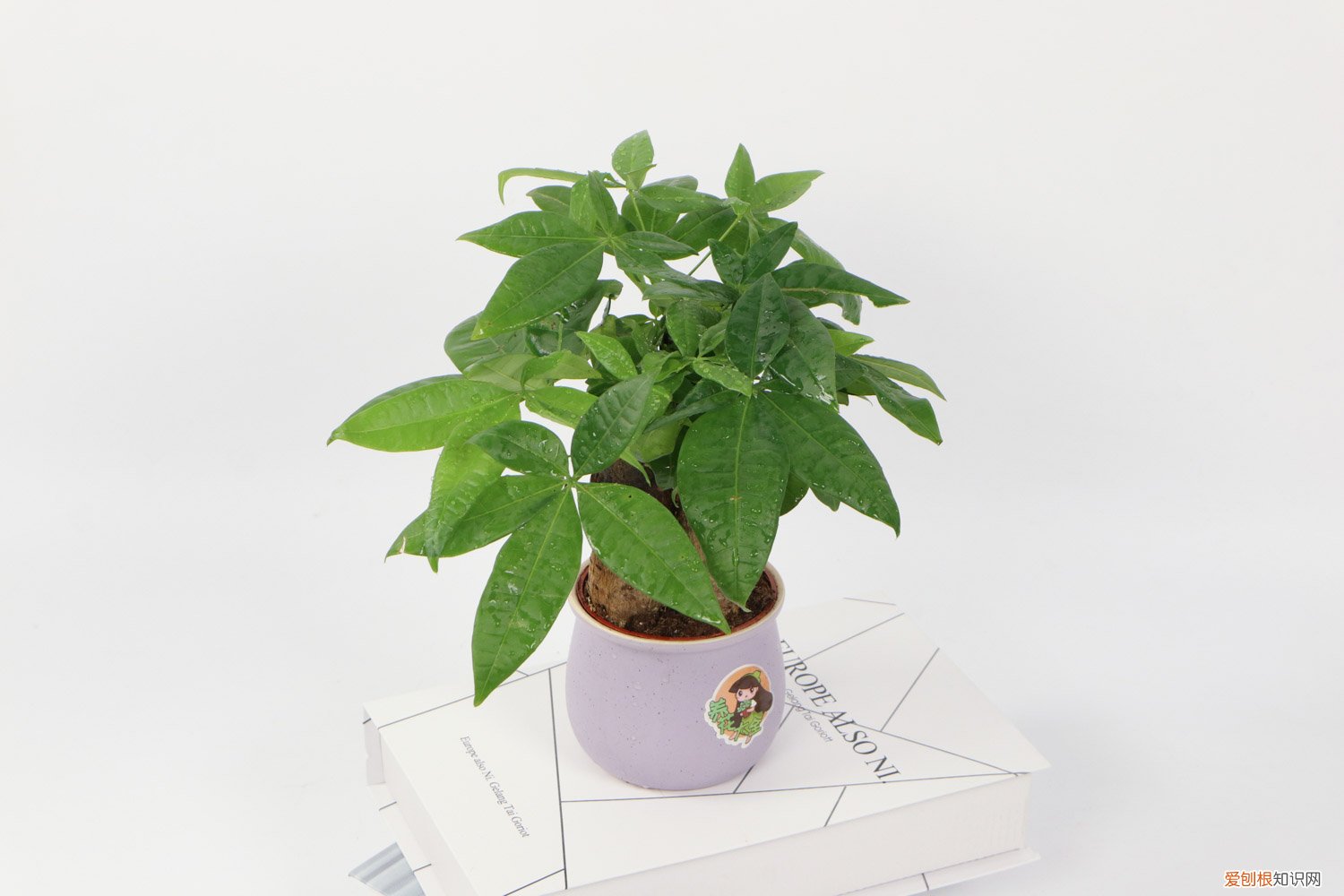 发财树怎么养才能过冬 发财树怎么养