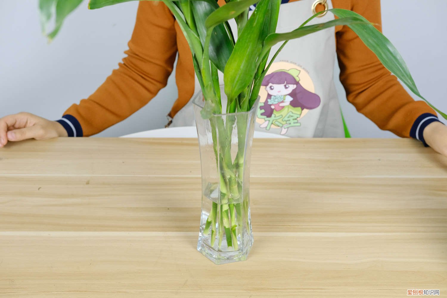 有根的富贵竹怎么水养 富贵竹怎么水养生根快