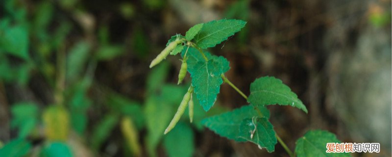 北方麻绳的麻是什么植物 麻是什么植物
