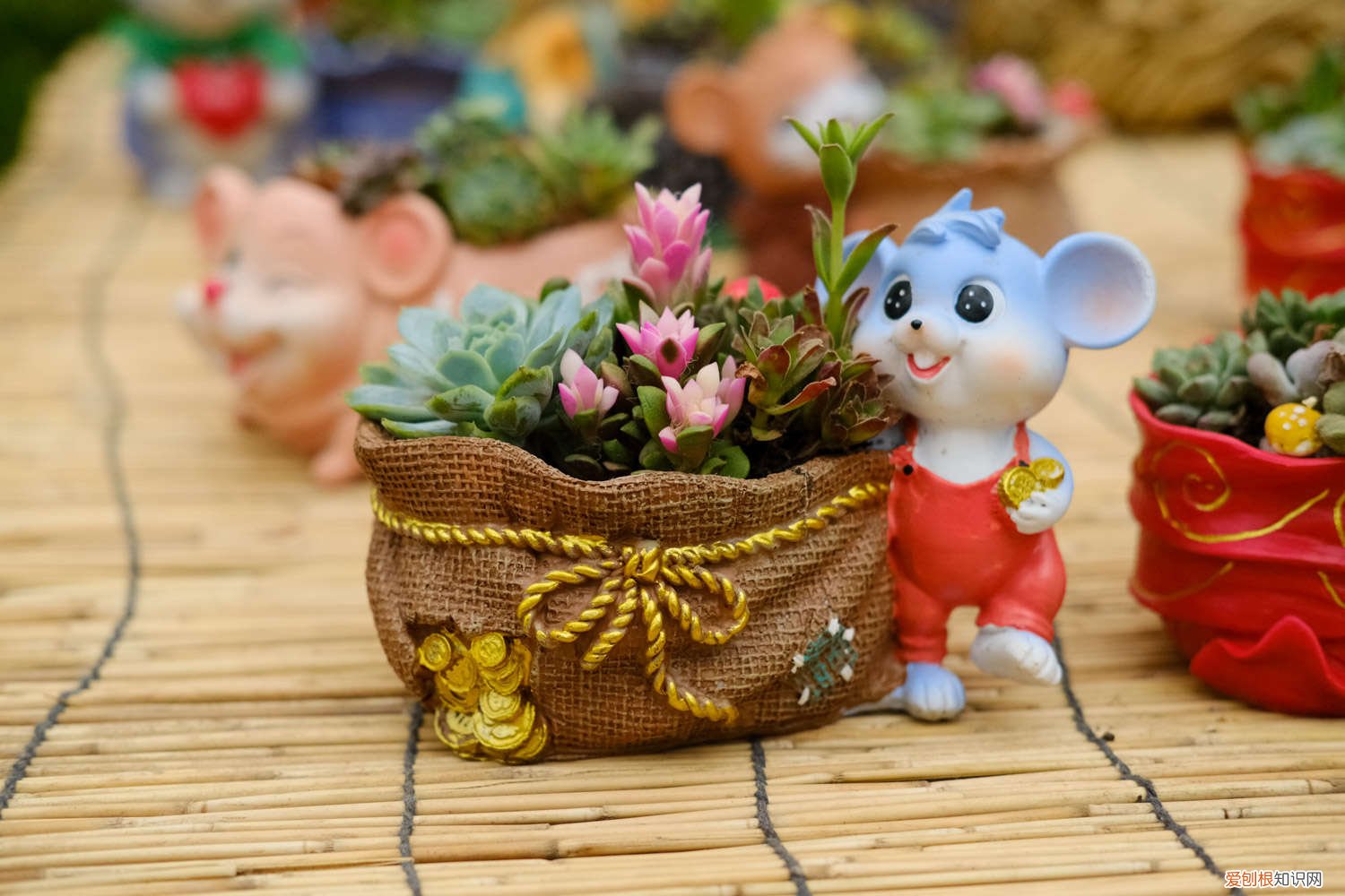 麒麟多肉植物怎么养 多肉植物怎么养