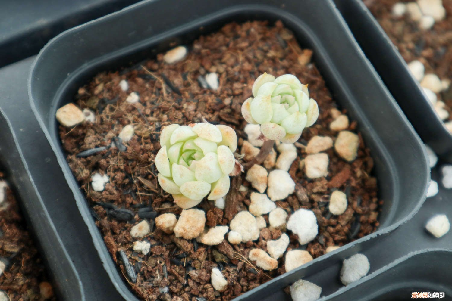 麒麟多肉植物怎么养 多肉植物怎么养