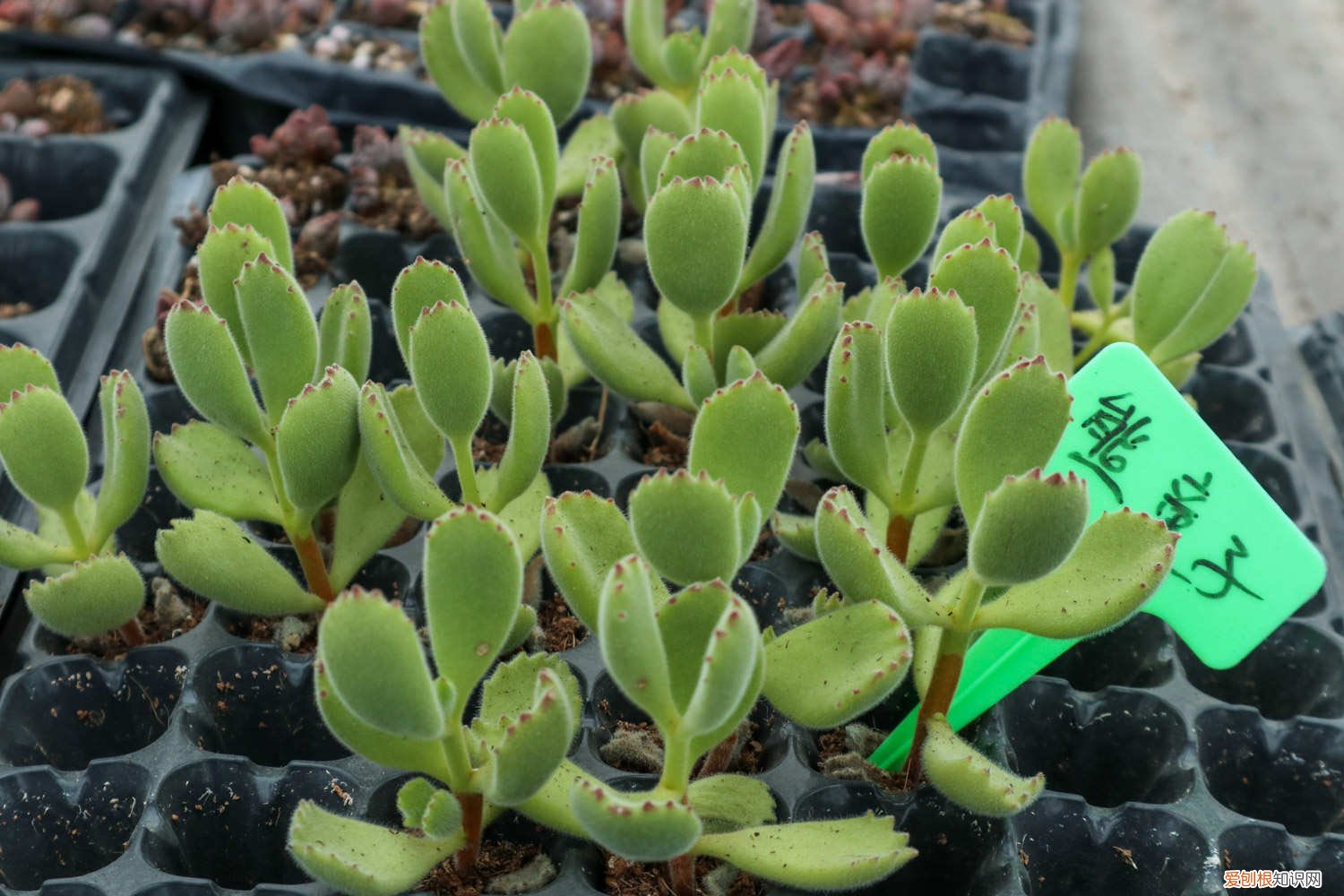 熊童子秋天可以晒太阳吗? 熊童子秋天怎么养