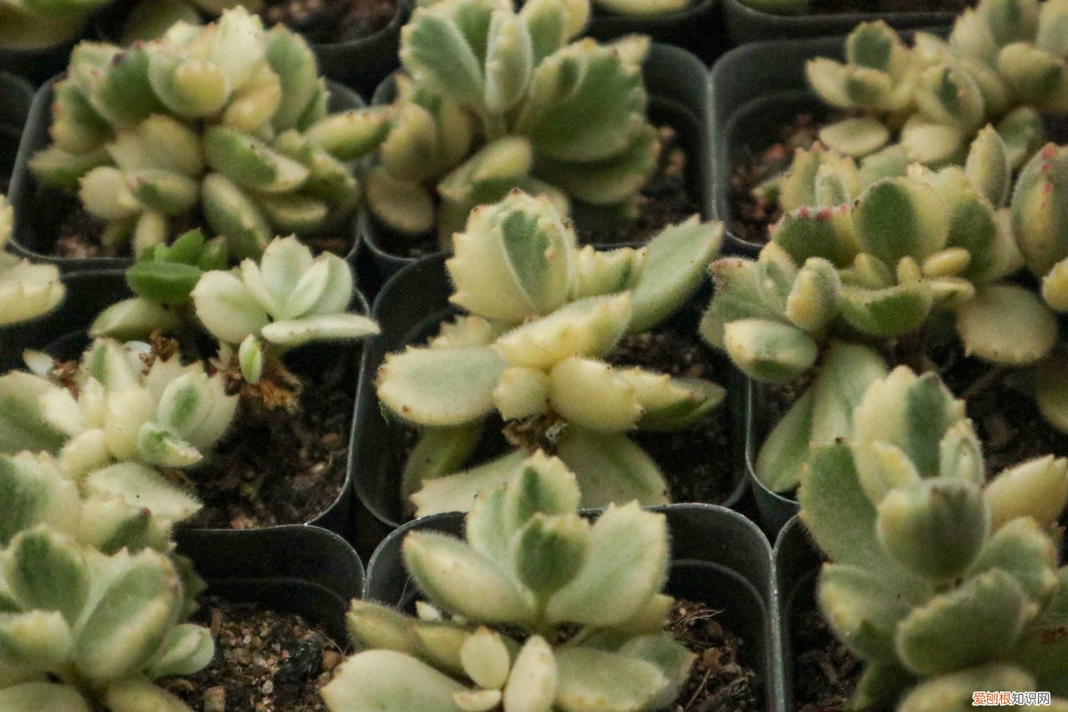 熊童子秋天可以晒太阳吗? 熊童子秋天怎么养