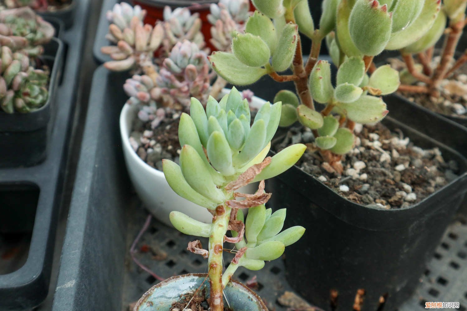 熊童子秋天可以晒太阳吗? 熊童子秋天怎么养