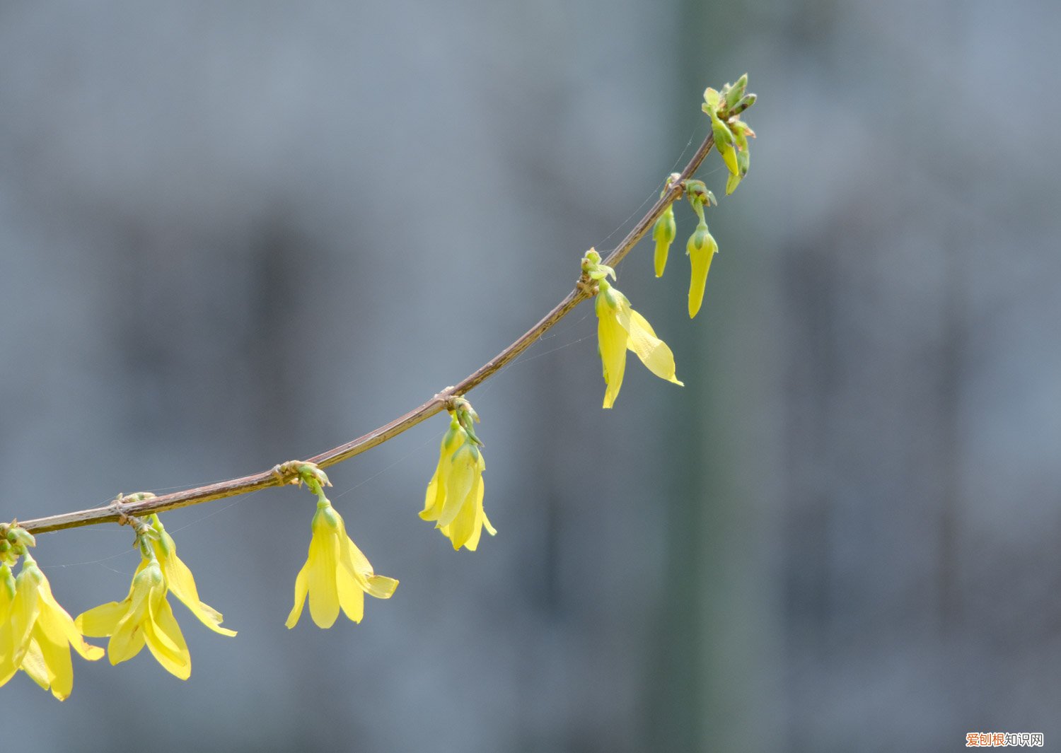 连翘秋天怎么养殖 连翘秋天怎么养