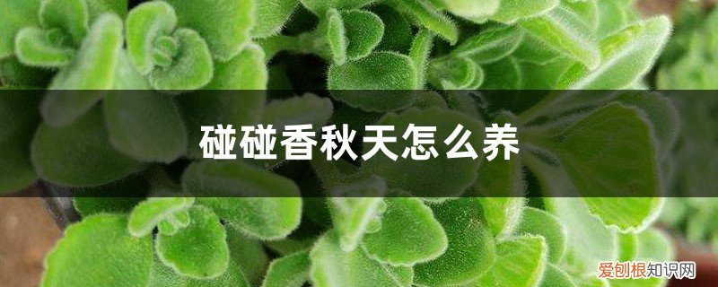 碰碰香夏天怎么养 碰碰香秋天怎么养