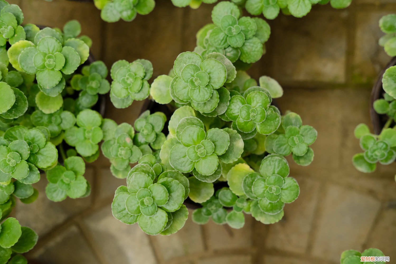 碰碰香夏天怎么养 碰碰香秋天怎么养