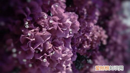 抖音上发表自己结婚句子 抖音超火晒结婚证句子