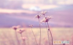 抖音上发表自己结婚句子 抖音超火晒结婚证句子