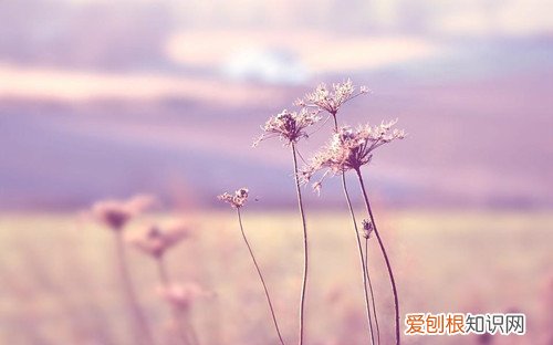 抖音上发表自己结婚句子 抖音超火晒结婚证句子