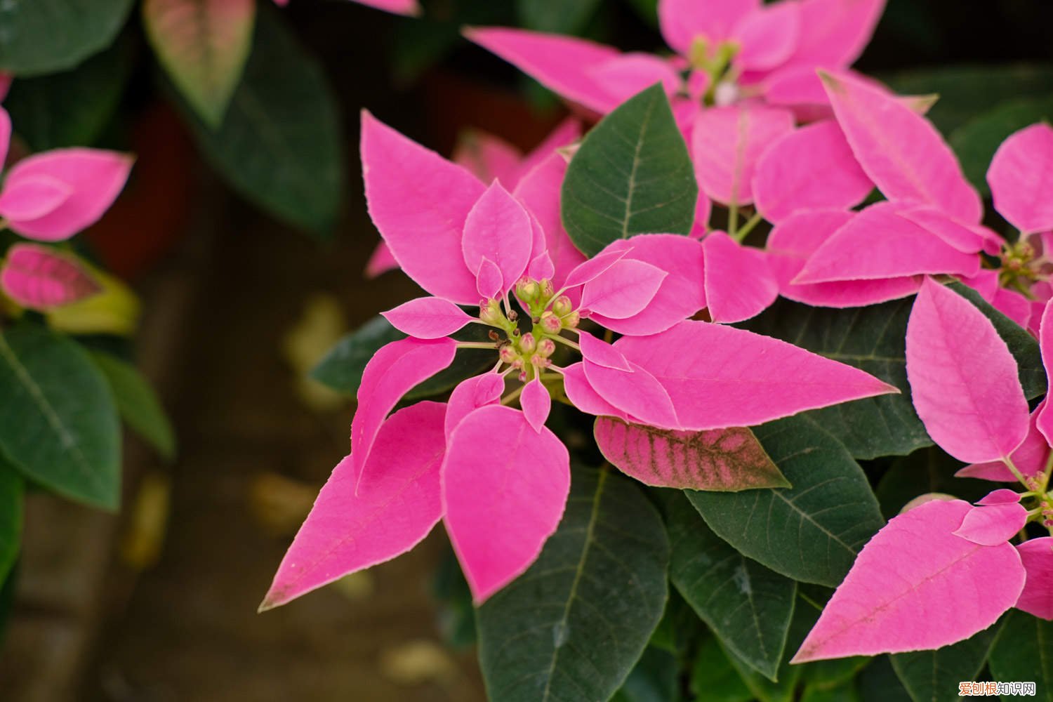 一品红适合什么季节养殖 一品红秋天怎么养