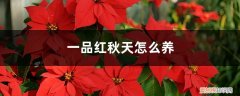 一品红适合什么季节养殖 一品红秋天怎么养