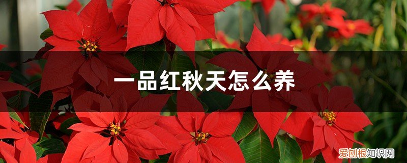 一品红适合什么季节养殖 一品红秋天怎么养