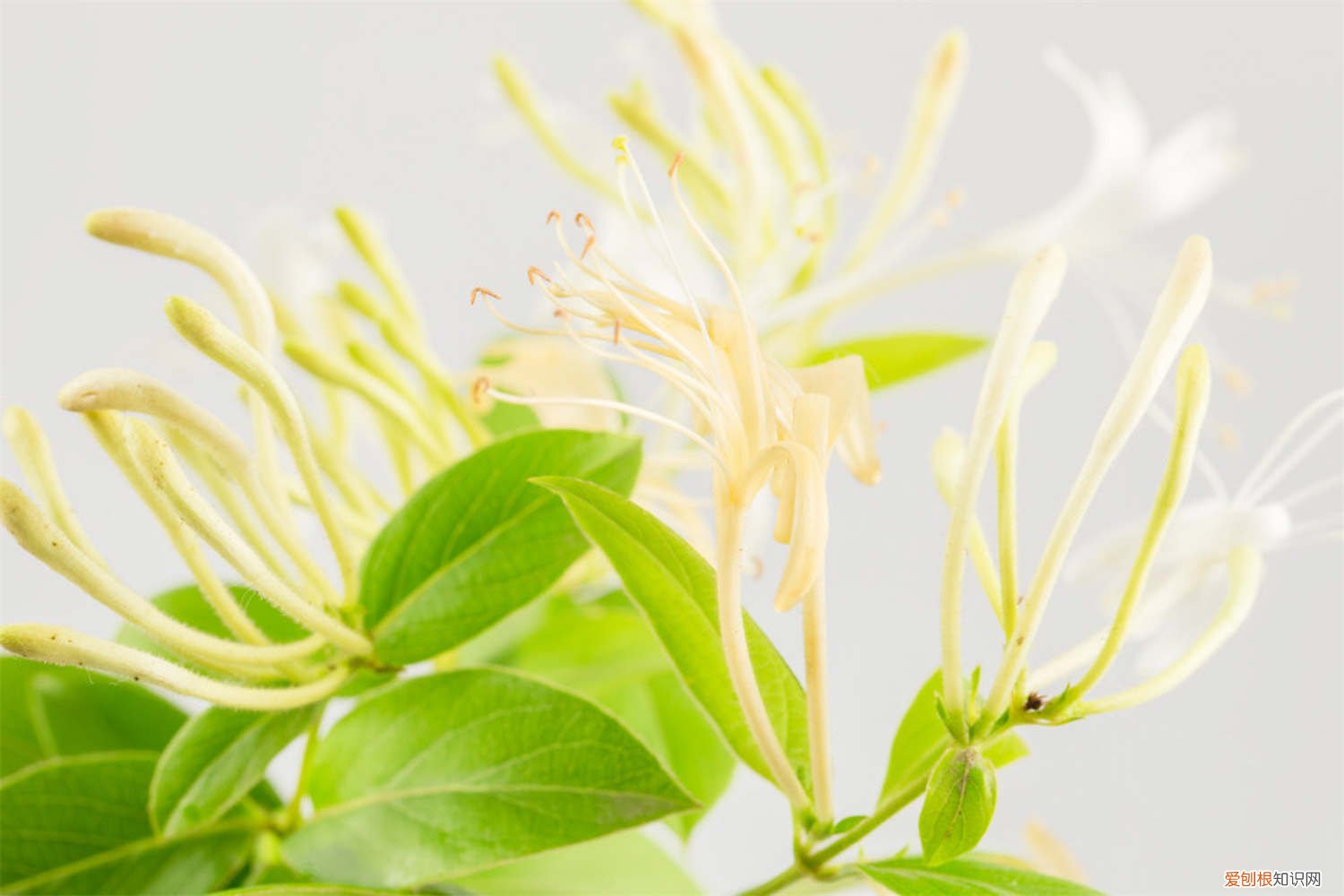 金银花秋天怎么养好 金银花秋天怎么养