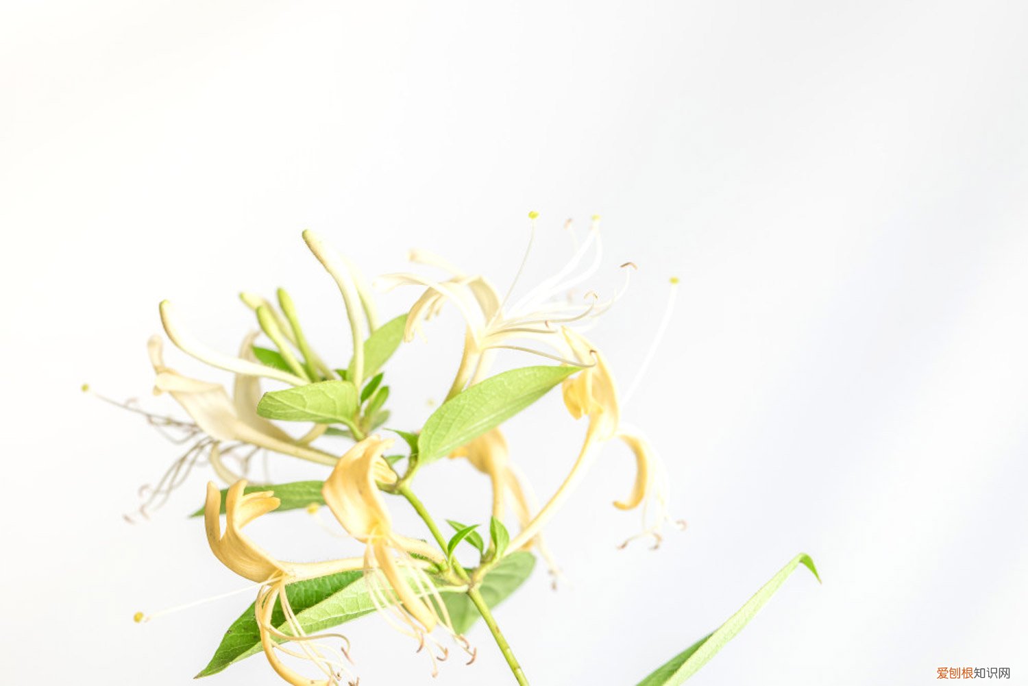 金银花秋天怎么养好 金银花秋天怎么养