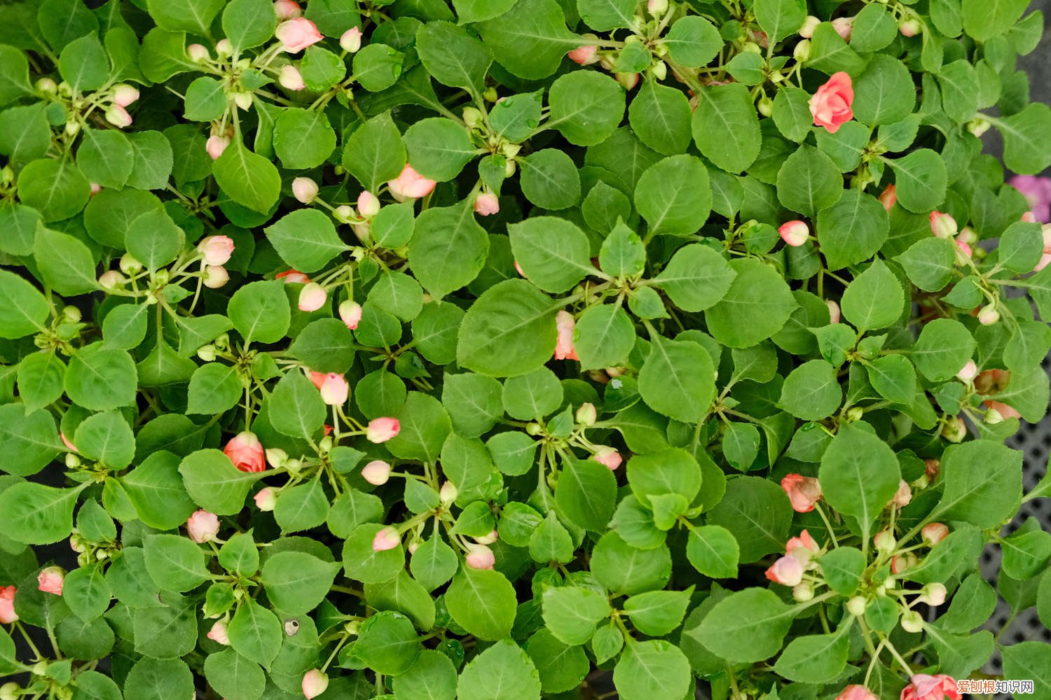 凤仙花夏季怎么养 凤仙花秋天怎么养