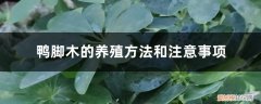 水培鸭脚木的养殖方法和注意事项 鸭脚木的养殖方法和注意事项