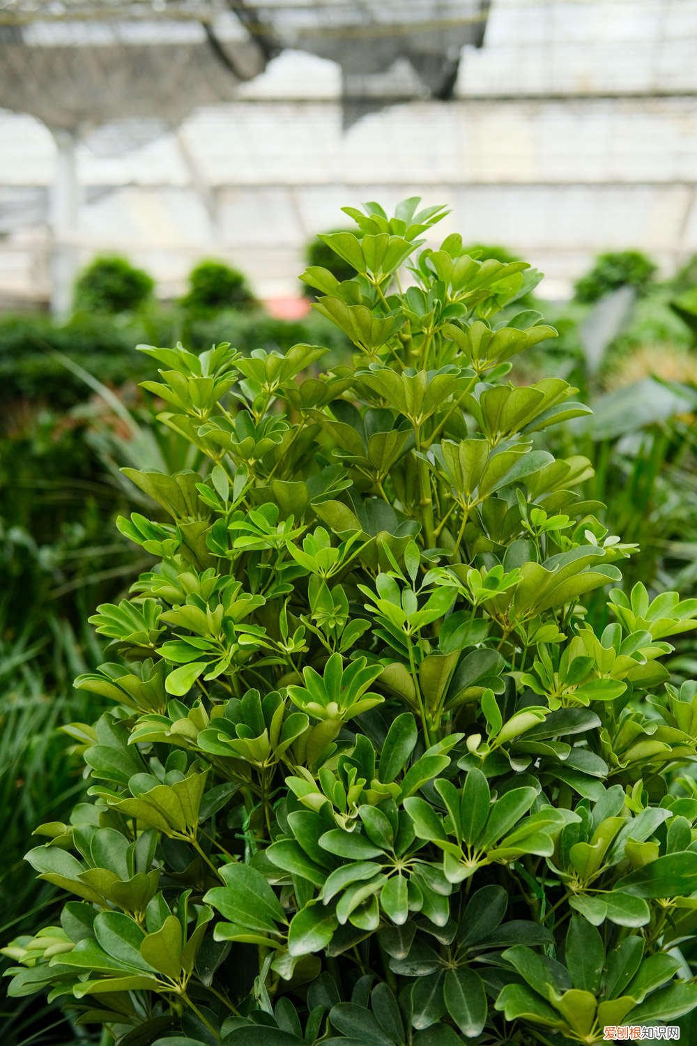 水培鸭脚木的养殖方法和注意事项 鸭脚木的养殖方法和注意事项