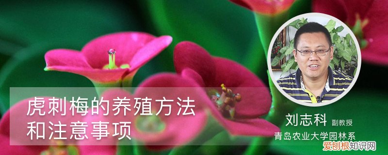 冬天虎刺梅的养殖方法和注意事项 虎刺梅的养殖方法和注意事项