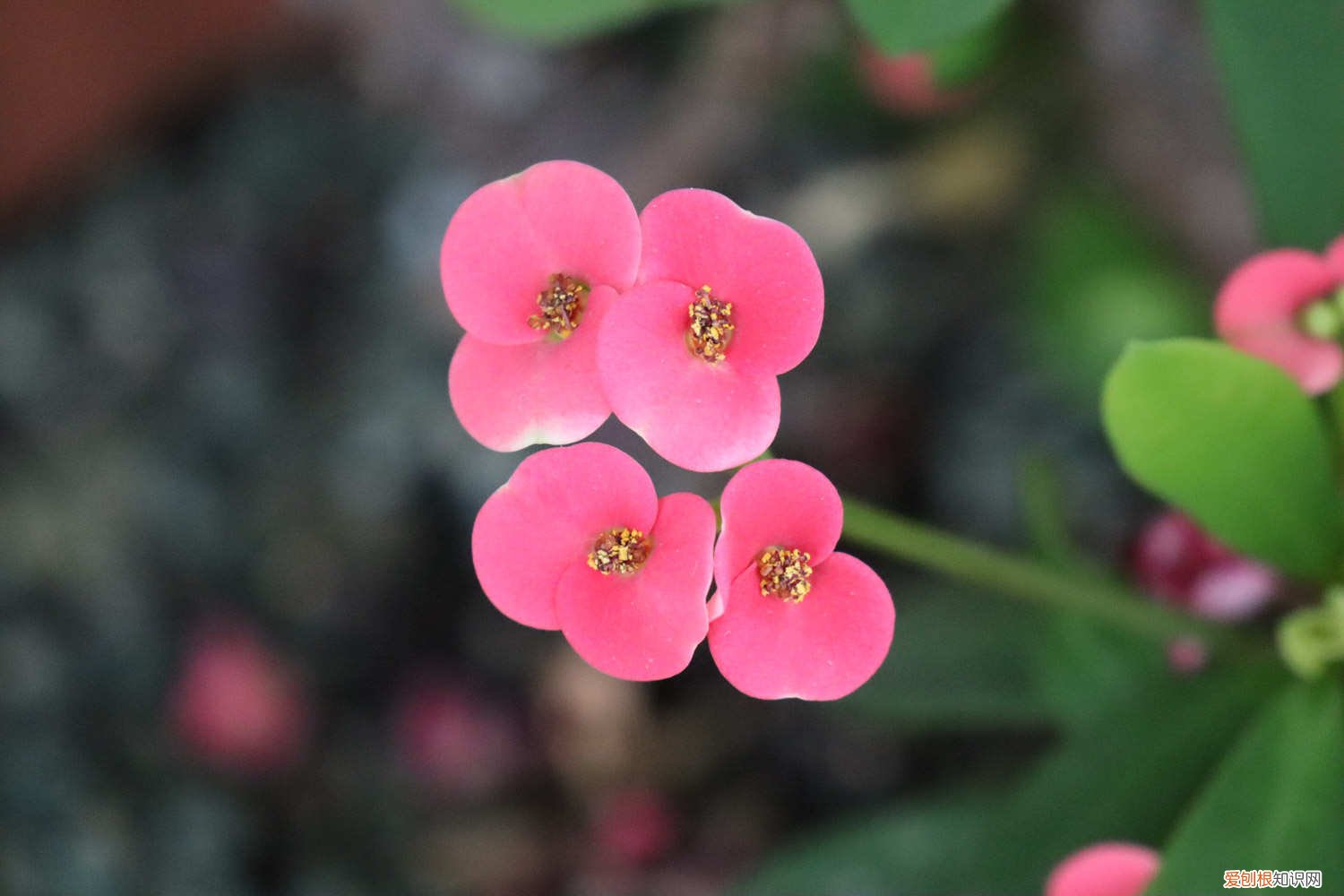 冬天虎刺梅的养殖方法和注意事项 虎刺梅的养殖方法和注意事项