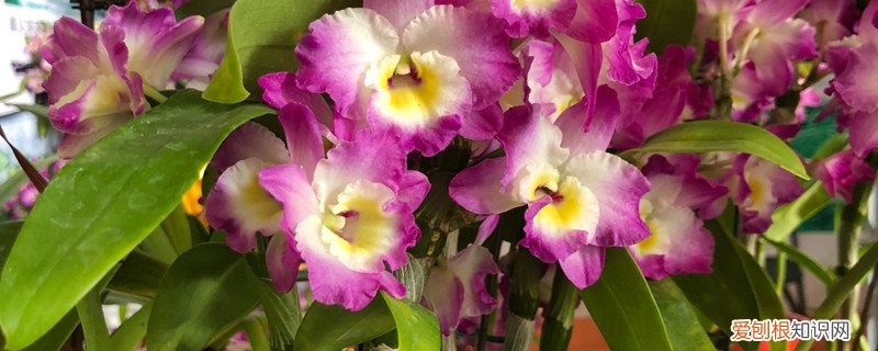 石斛的种植方法及繁殖方法 石斛的种植方法及繁殖