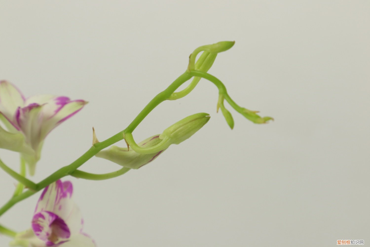 石斛的种植方法及繁殖方法 石斛的种植方法及繁殖