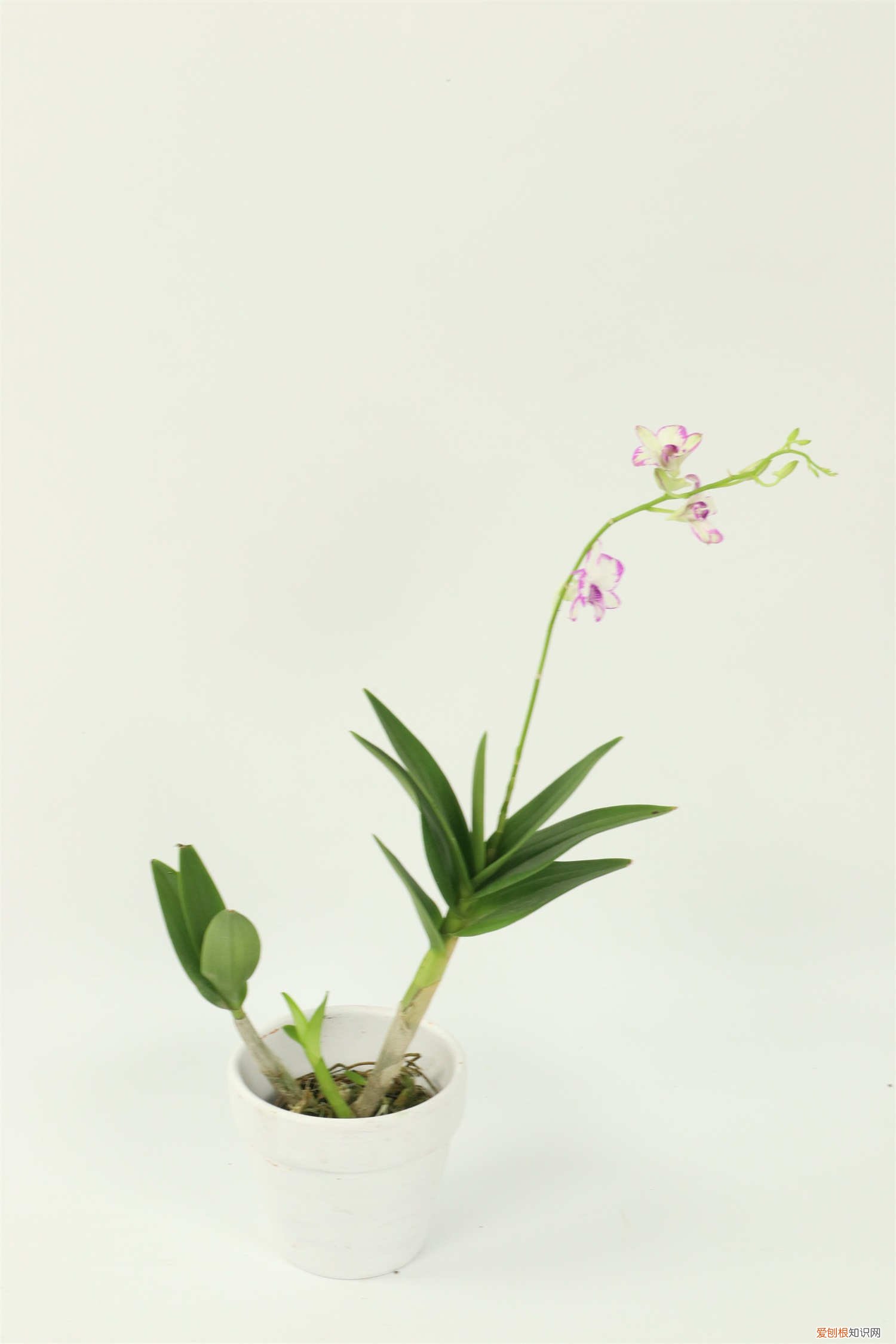 石斛的种植方法及繁殖方法 石斛的种植方法及繁殖