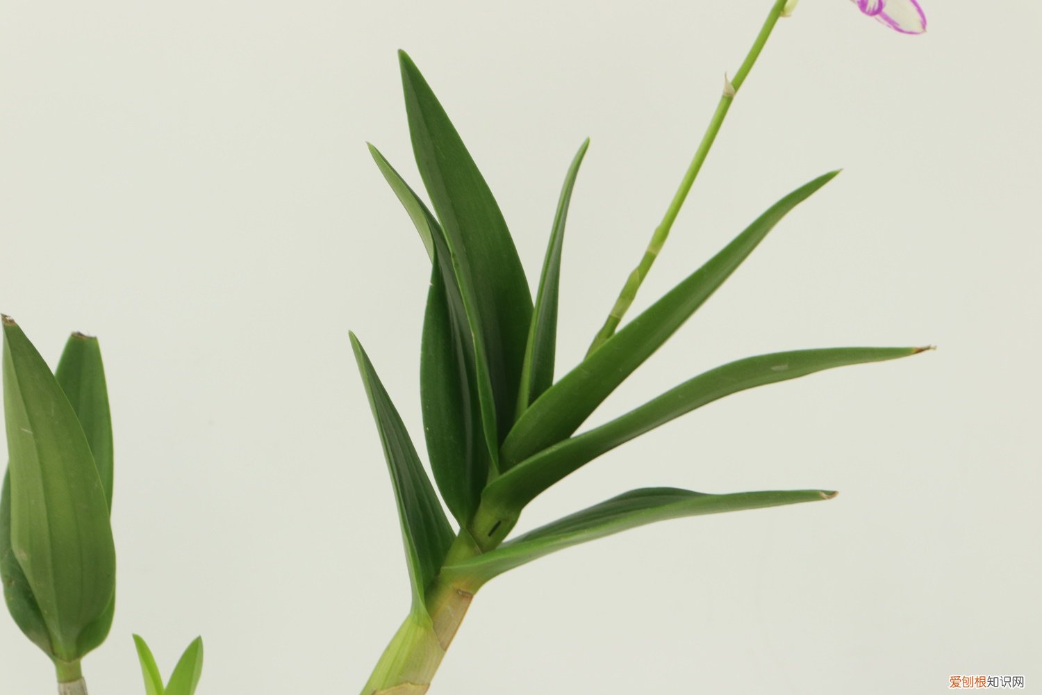 石斛的种植方法及繁殖方法 石斛的种植方法及繁殖