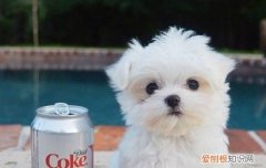 马尔济斯掉毛吗 马尔济斯犬掉毛的