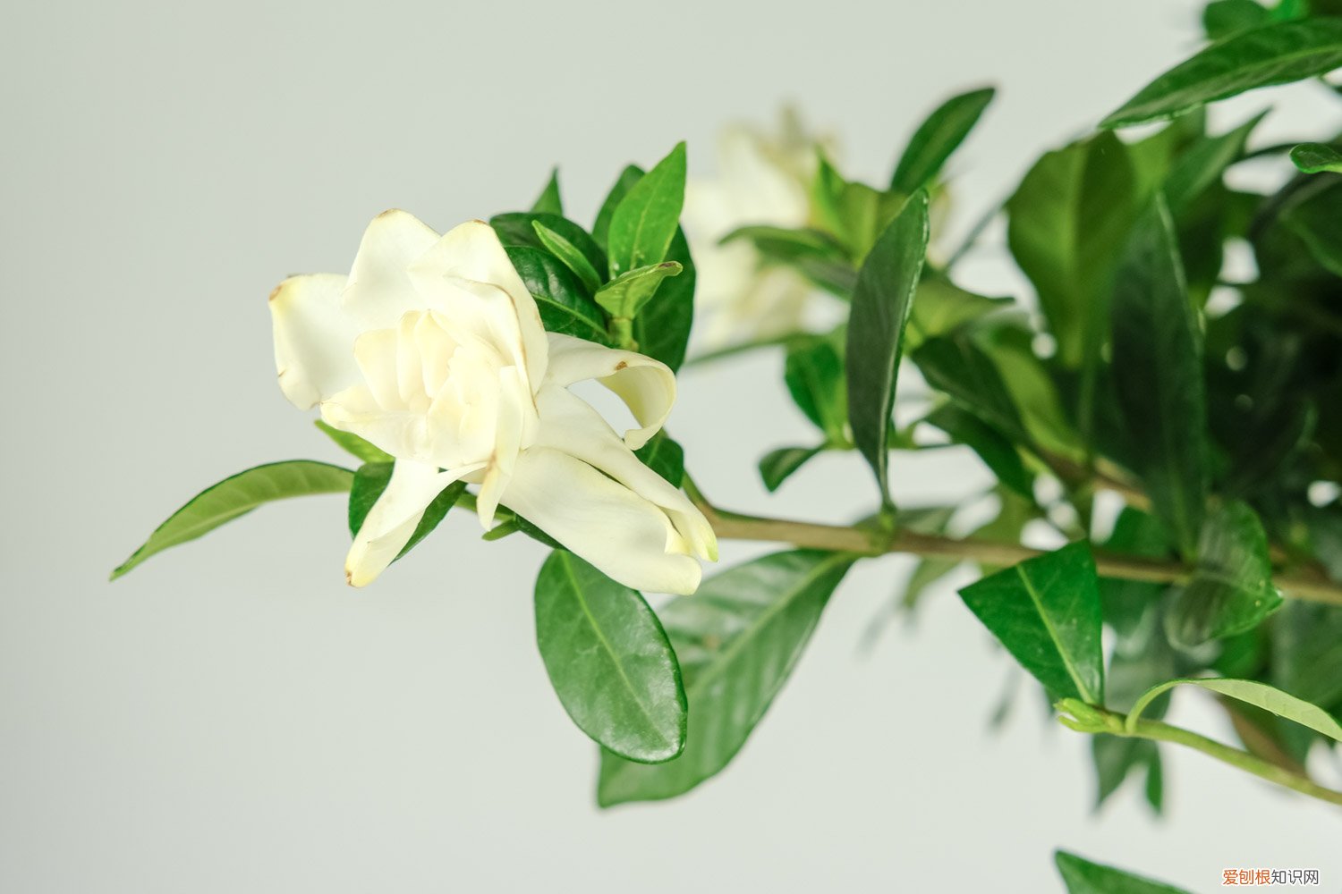 日本栀子花的养殖方法和注意事项 栀子花的养殖方法和注意事项