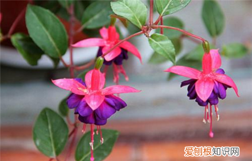 给老师的生日祝福语幽默 送老师的花什么合适