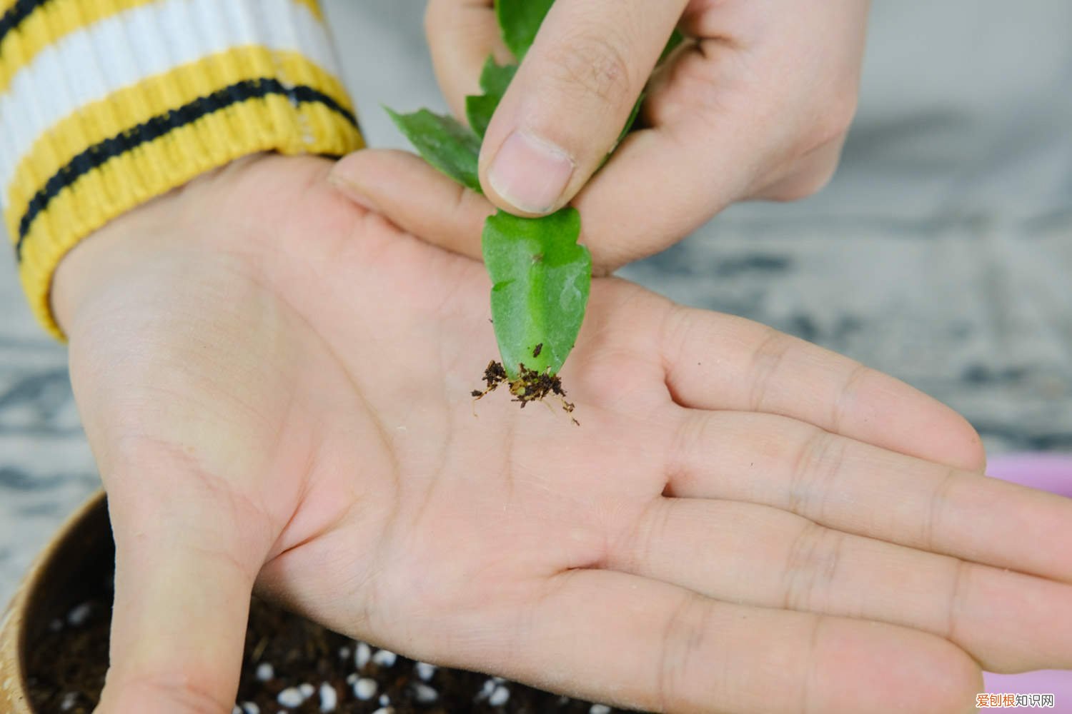 冬季蟹爪兰的养殖方法和注意事项 蟹爪兰的养殖方法和注意事项