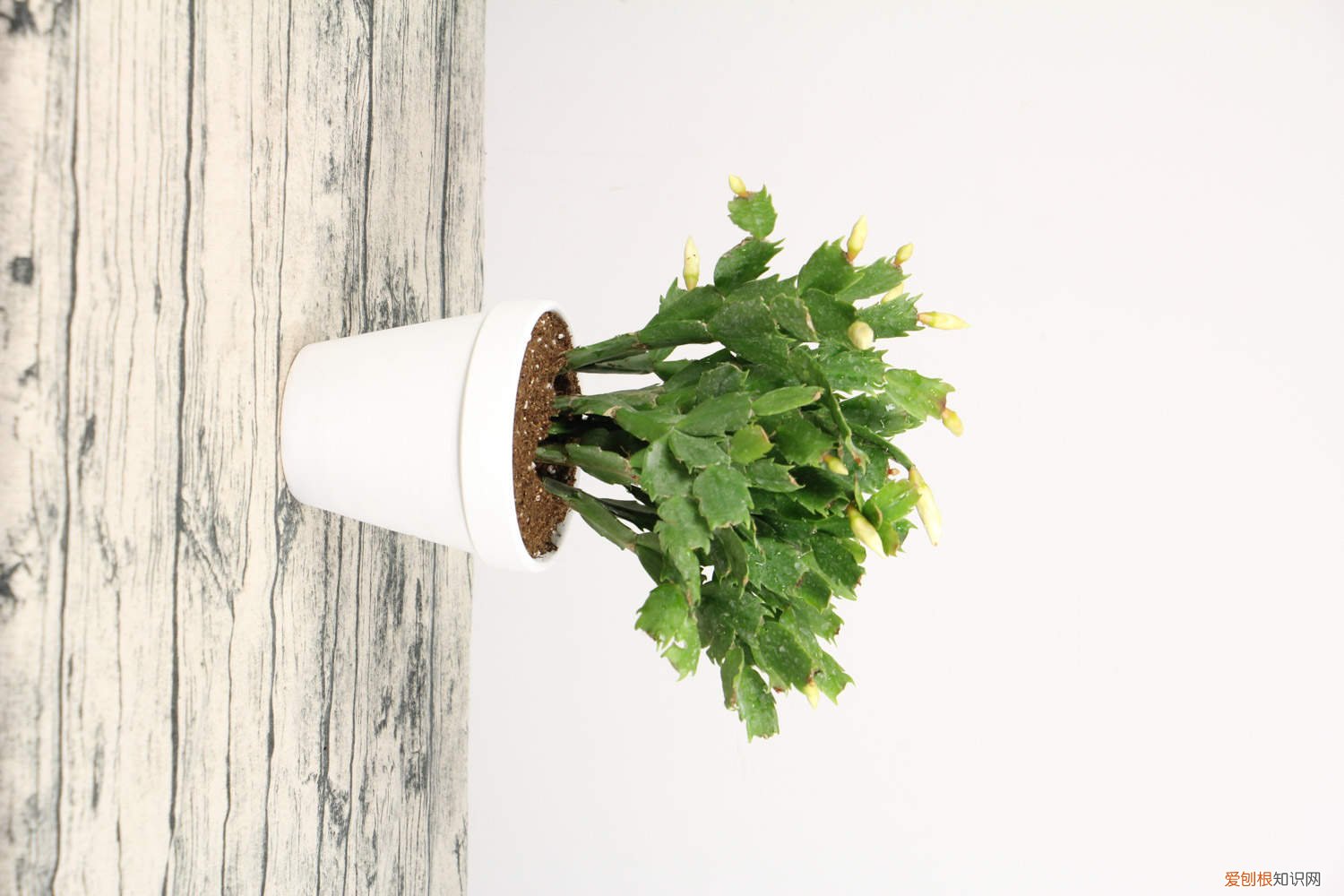 冬季蟹爪兰的养殖方法和注意事项 蟹爪兰的养殖方法和注意事项