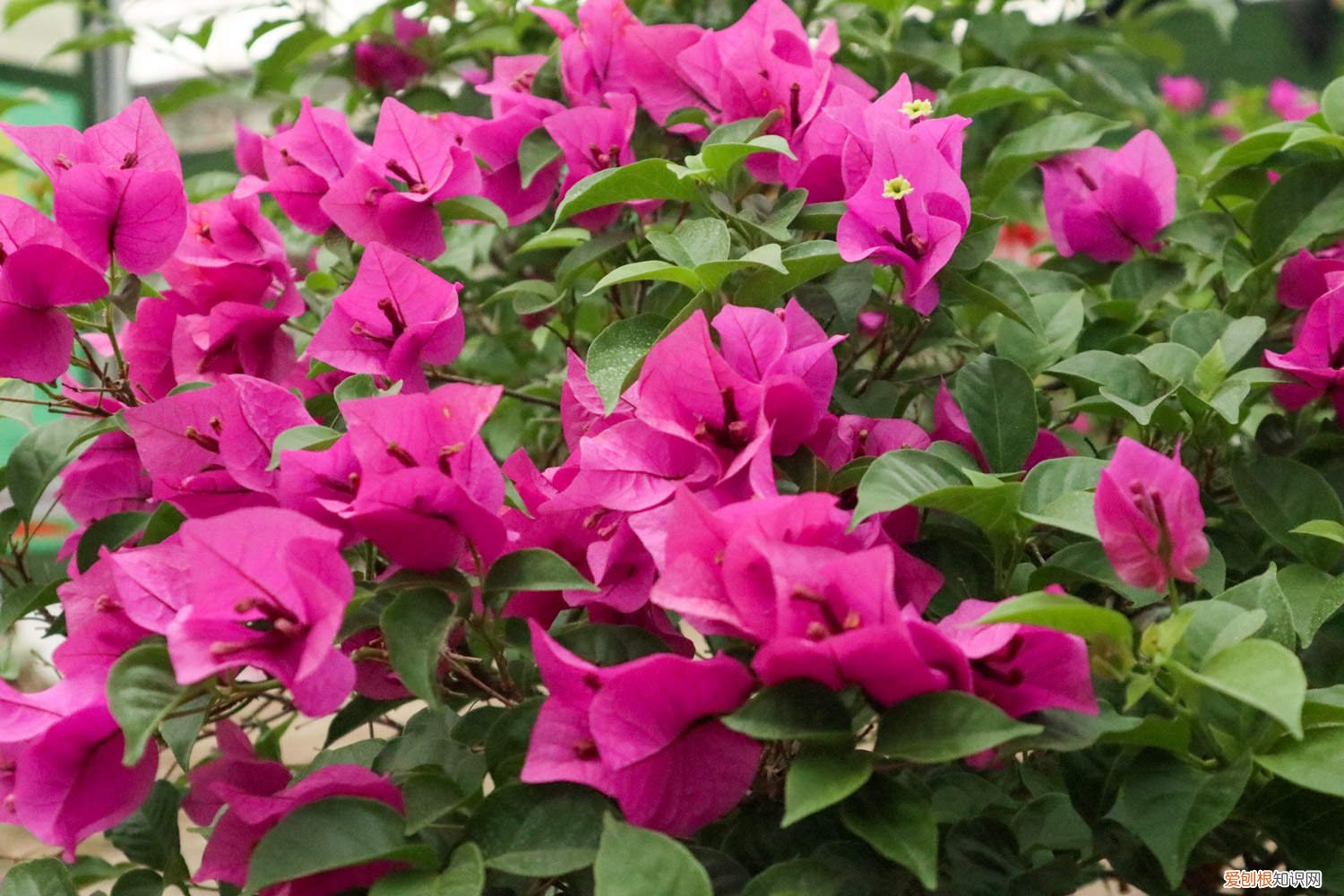 室内三角梅的养殖方法和注意事项 三角梅的养殖方法和注意事项