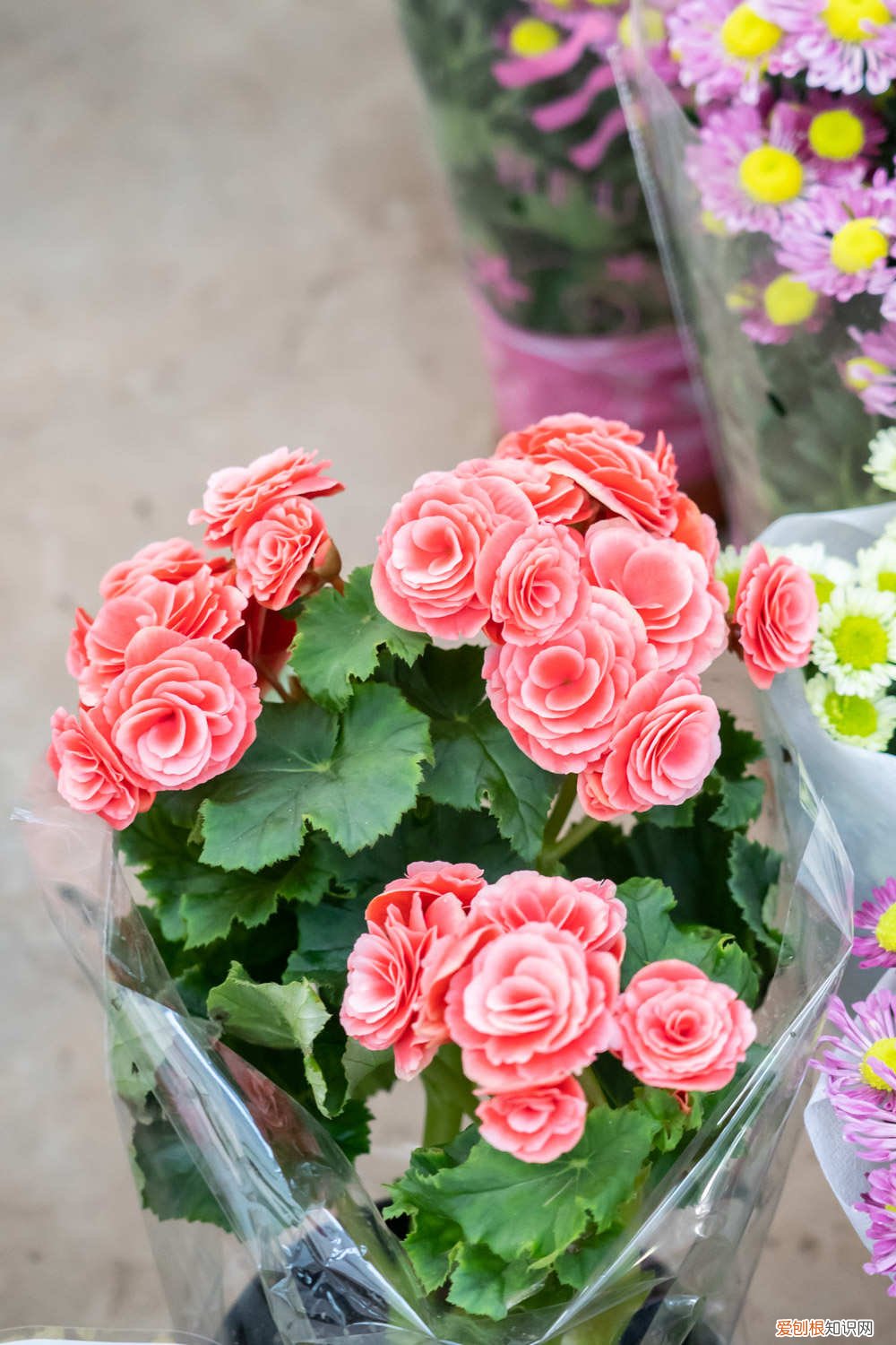 丽格海棠打顶后为什么不长侧芽 丽格海棠如何打顶