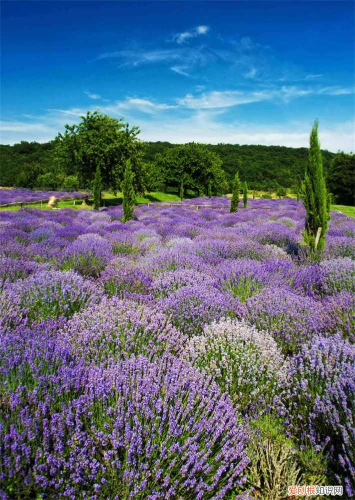 薰衣草秋天怎么养护 薰衣草秋天怎么养