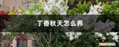 丁香冬天怎么养 丁香秋天怎么养