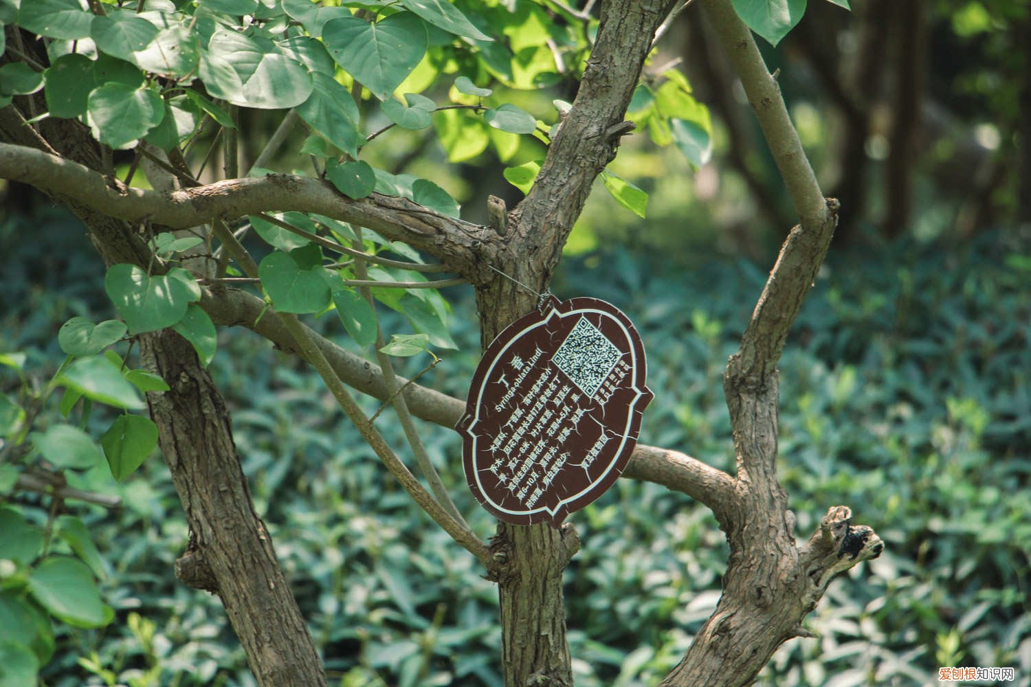 丁香冬天怎么养 丁香秋天怎么养