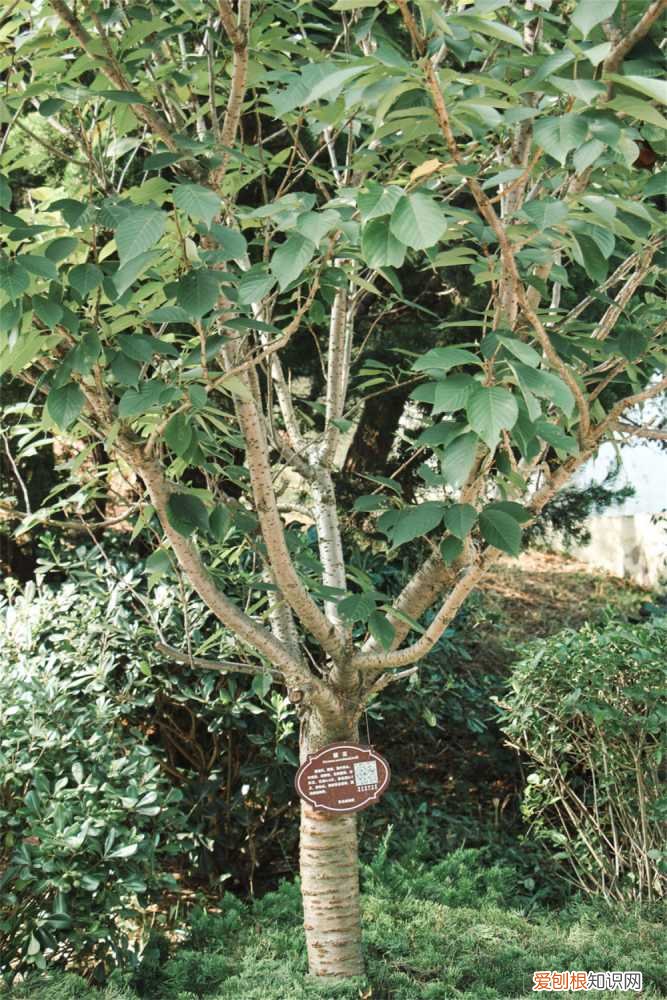 樱花冬天怎么养护 樱花秋天怎么养