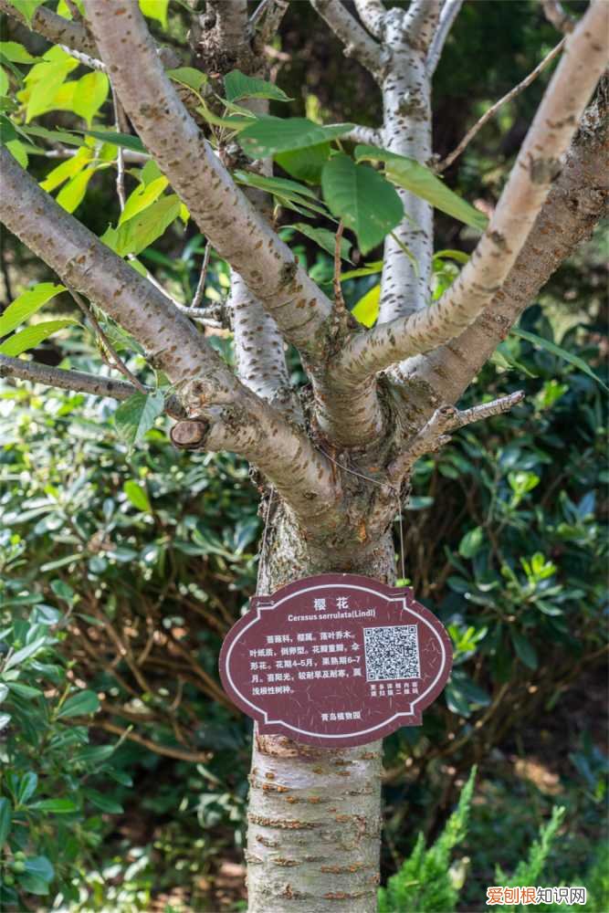 樱花冬天怎么养护 樱花秋天怎么养