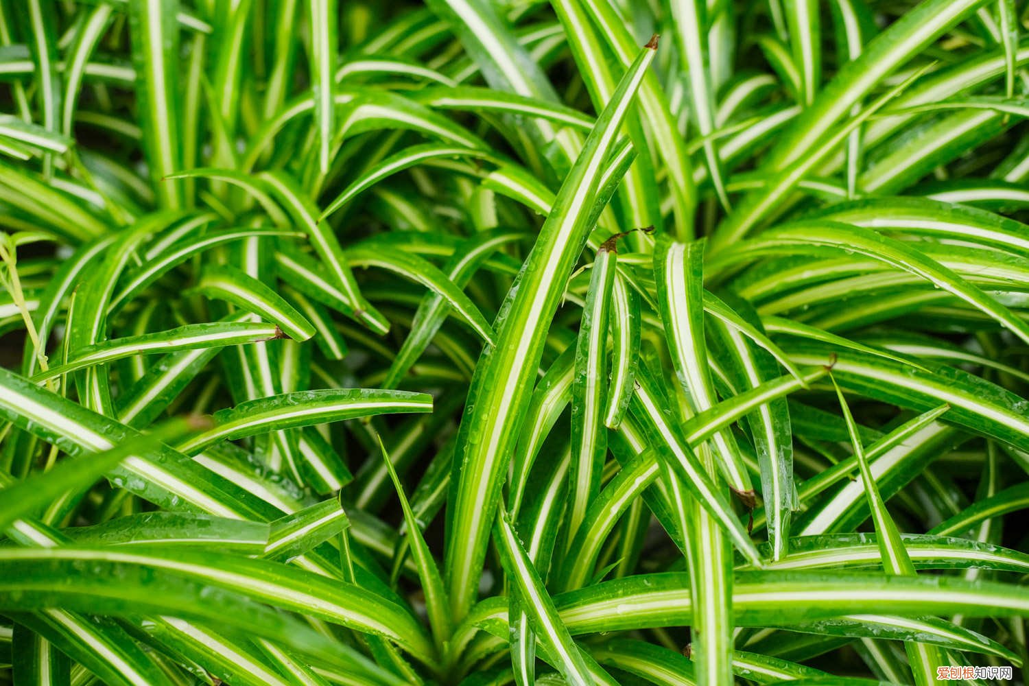 春天最常见的花和特点 春天最常见的花