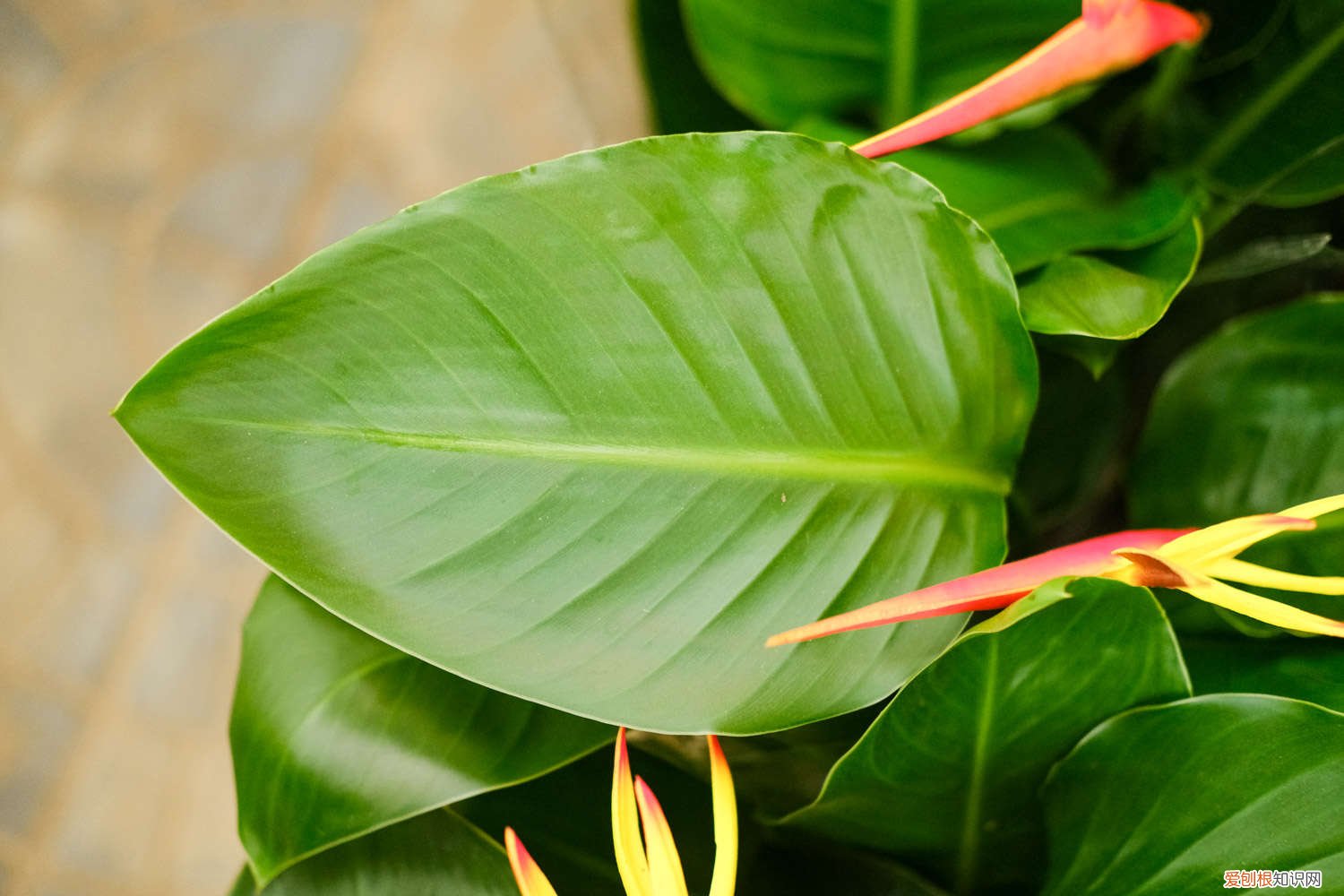 天堂鸟适合养家里吗温度多少? 天堂鸟适合养家里吗