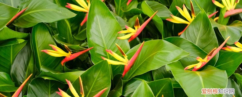 天堂鸟适合养家里吗温度多少? 天堂鸟适合养家里吗