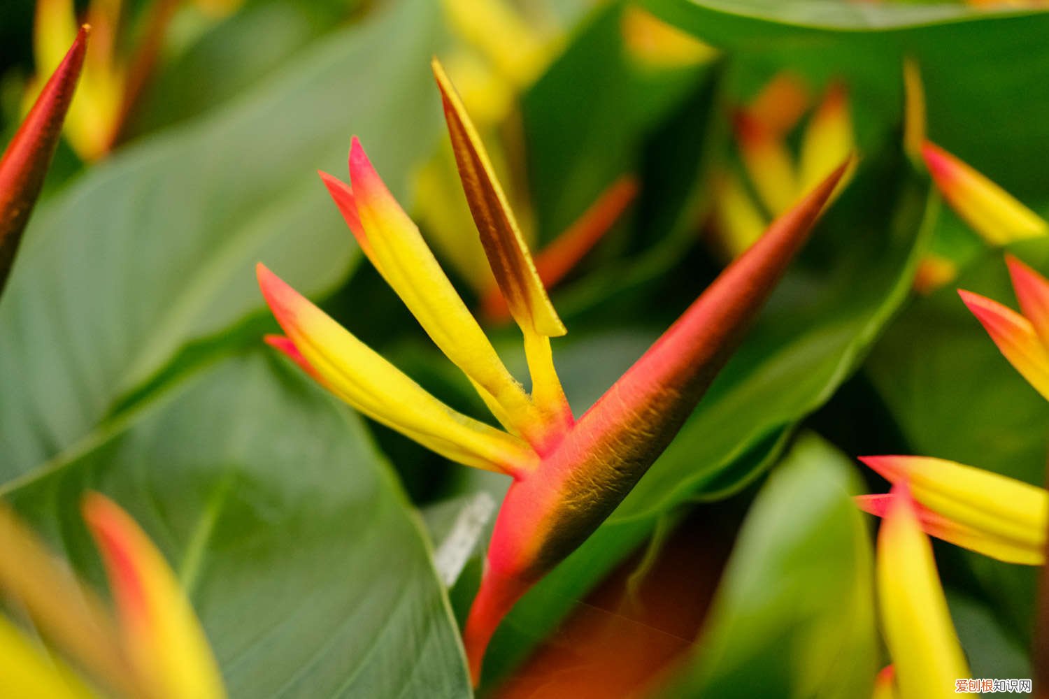 天堂鸟适合养家里吗温度多少? 天堂鸟适合养家里吗