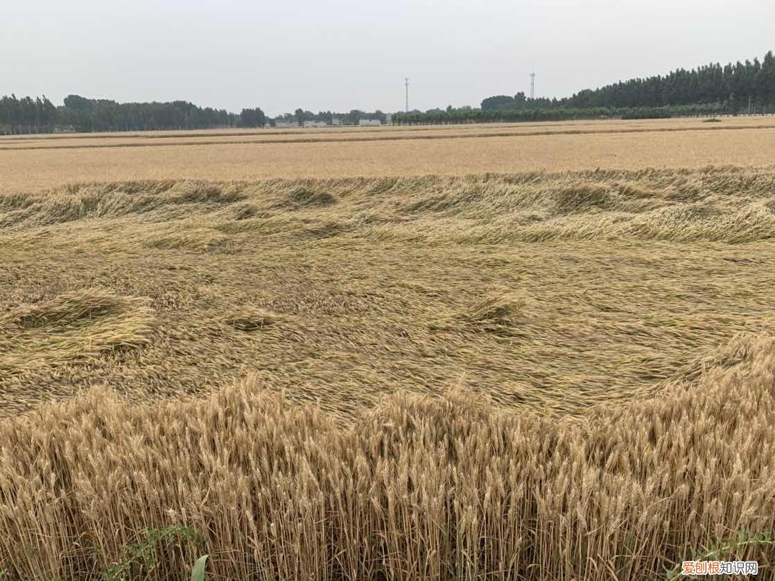 小麦是什么季节种的 小麦是什么