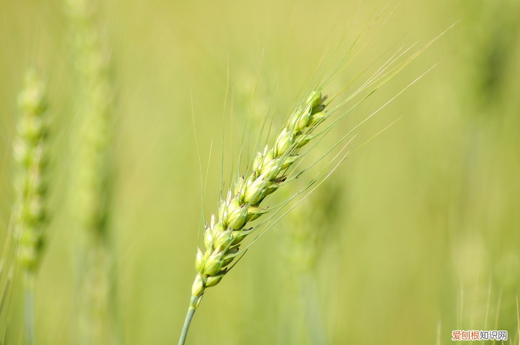 小麦是什么季节种的 小麦是什么