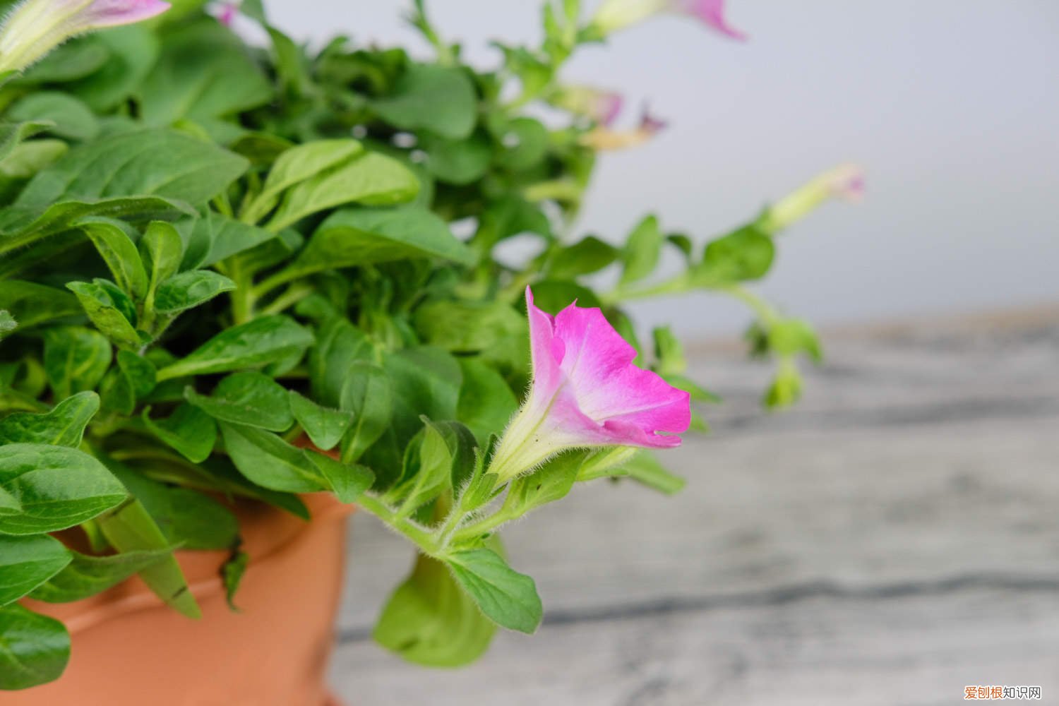 秋天矮牵牛需要修剪吗 矮牵牛秋天怎么养