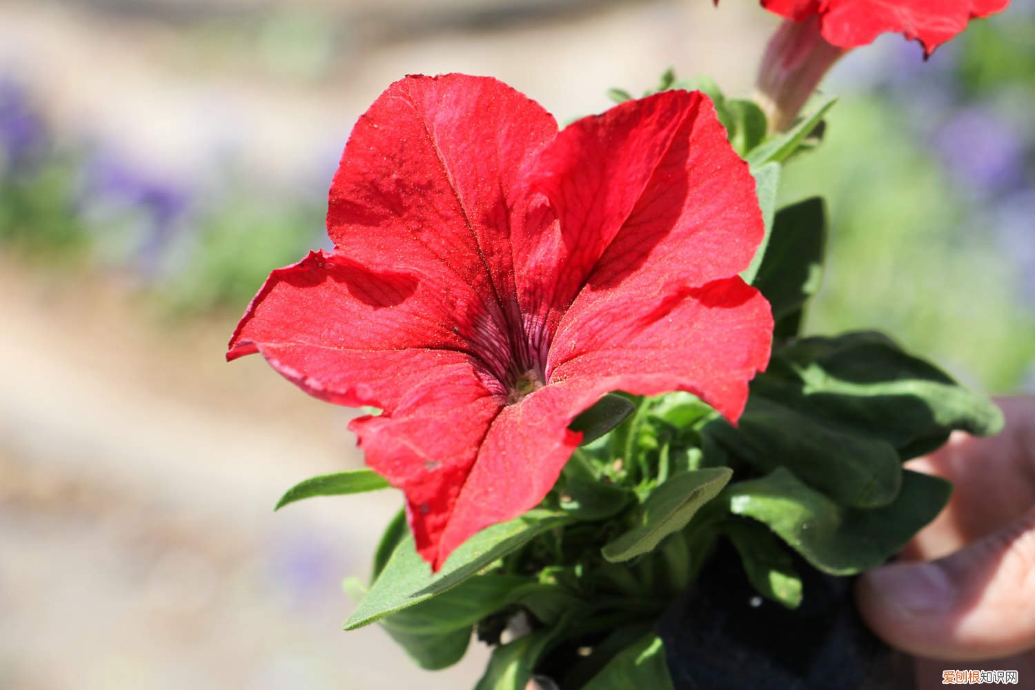 秋天矮牵牛需要修剪吗 矮牵牛秋天怎么养