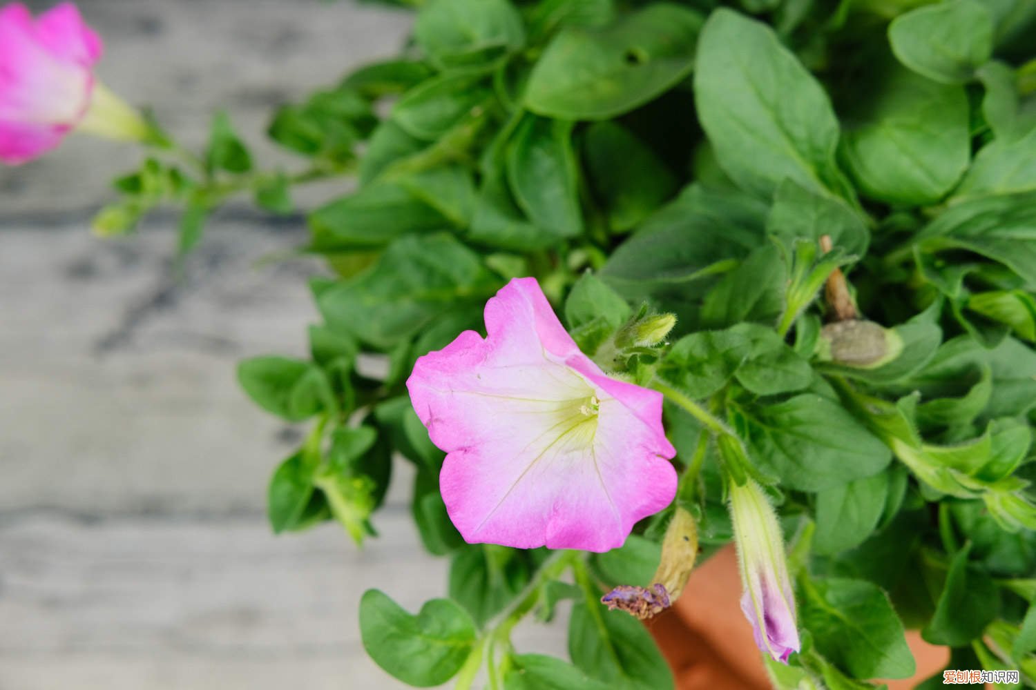 秋天矮牵牛需要修剪吗 矮牵牛秋天怎么养